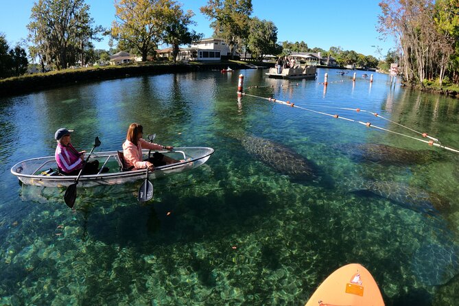 Clear Kayak Manatee Ecotour of Crystal River - Should you book this clear kayak manatee tour?