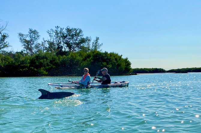 Clear Kayak Tour of Shell Key Preserve and Tampa Bay Area - What’s Included, What to Bring, and What to Wear