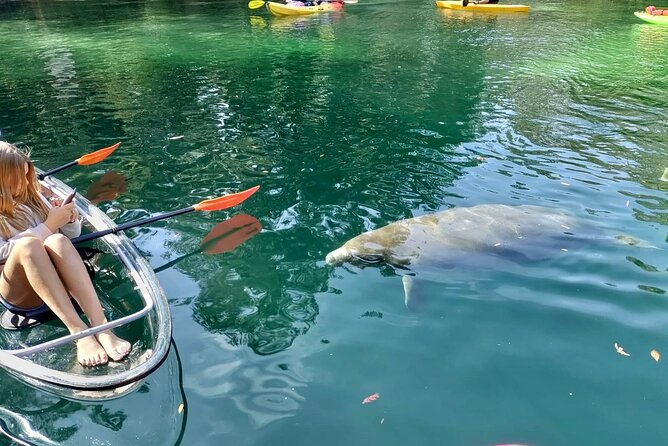 Clear Kayak Tours in Weeki Wachee - Why the Tour Stays Ecologically Sensitive (And What That Changes for You)