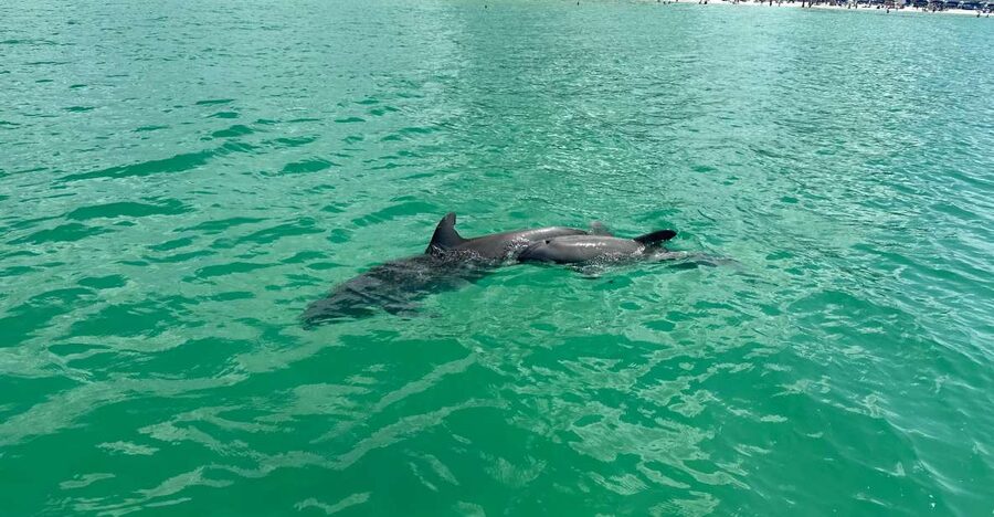 Clearwater Beach: Dolphin & Island Sandbar Cruise - From 25 Causeway Blvd to One-Tree Island: the easy start