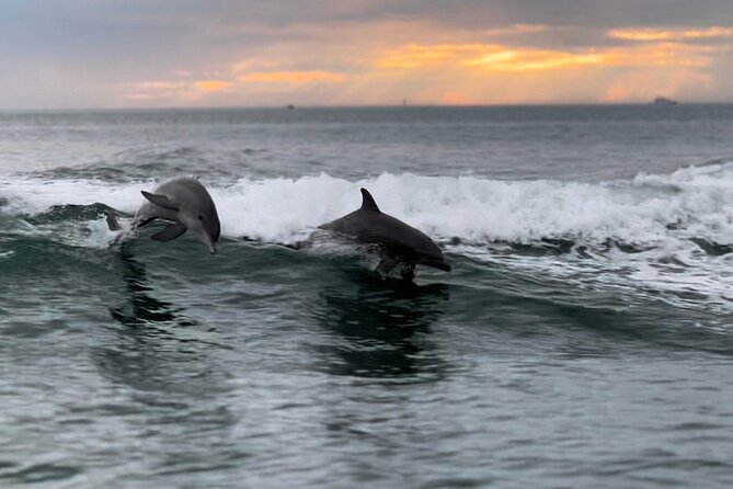 Clearwater Encounters with Dolphins Tour - Key Points You Should Know Before Booking