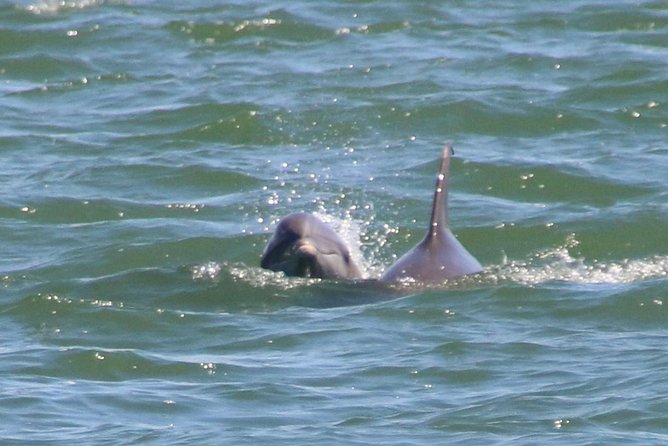 Clearwater Encounters with Dolphins Tour - Dolphin Watching That Feels Like a Team Effort