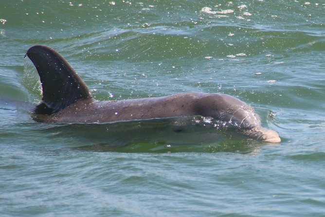 Clearwater Encounters with Dolphins Tour - Captain Commentary, Crew Energy, and the Little Details That Matter