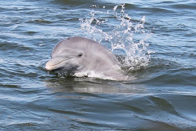 Cocoa Beach Dolphin and Wildlife Tour - Key highlights