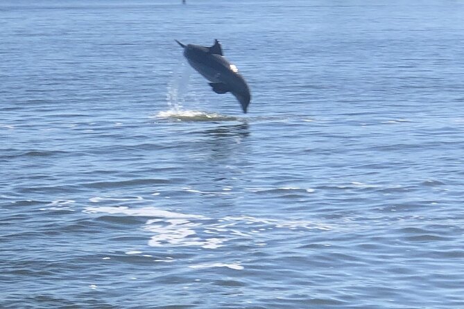 Cocoa Beach Dolphin and Wildlife Tour - The crew, the narration, and why names matter