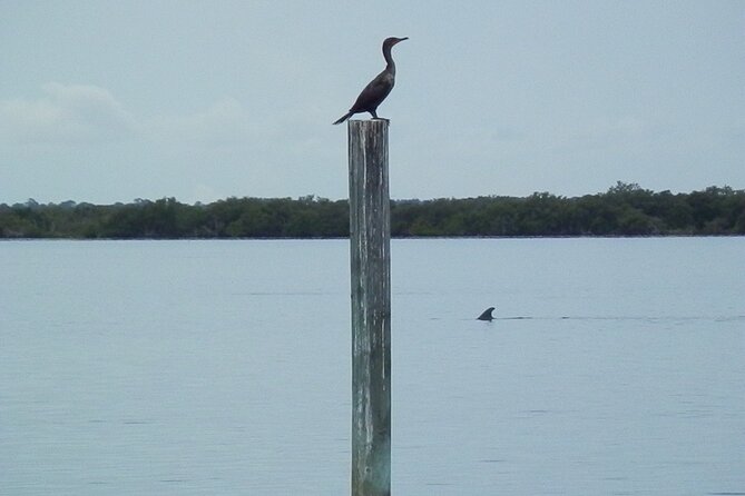 Cocoa Beach Dolphin and Wildlife Tour - Mangroves, birds, and the quiet science of the estuary