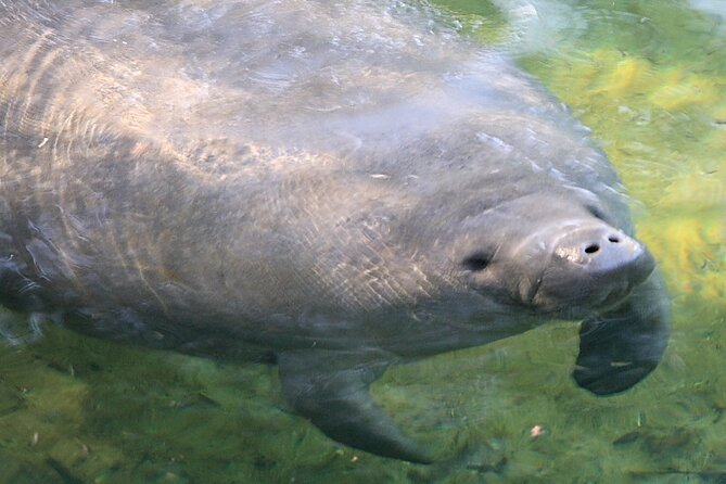 Cocoa Beach Dolphin and Wildlife Tour - Should you book this Cocoa Beach Dolphin and Wildlife Tour?