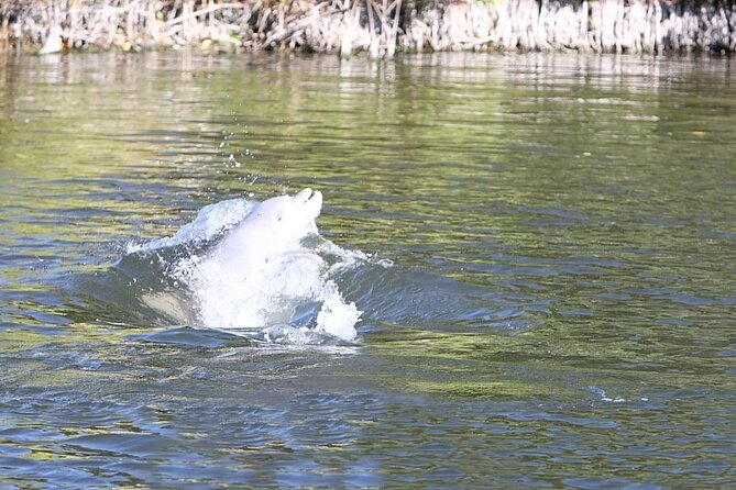Cocoa Beach Dolphin and Wildlife Tour - Dolphins and manatees: how to set expectations for wildlife spotting