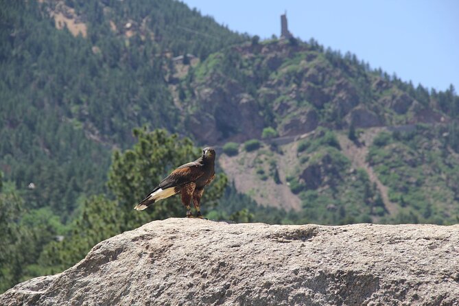 Colorado Springs Hands-On Falconry Class and Demonstration - Key Highlights You Should Know