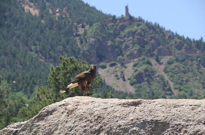 Colorado Springs Hands-On Falconry Class and Demonstration - The Hawk Flight in the Countryside: The Main Event