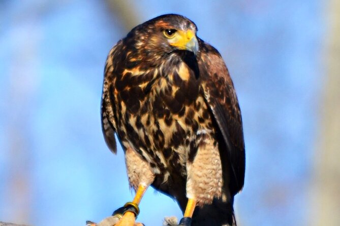 Colorado Springs Hands-On Falconry Class and Demonstration - Price and Value: What $217.20 Buys You