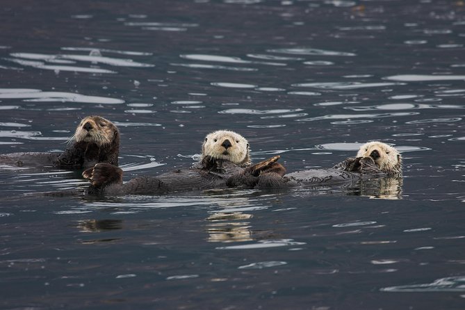 Columbia Glacier Cruise from Valdez - Columbia Glacier in front of you, calving and icebergs included