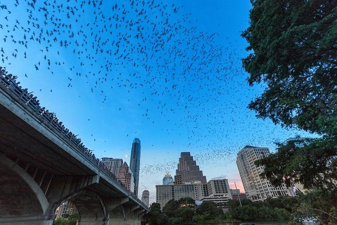 Congress Avenue Bat Bridge Kayak Tour in Austin - Congress Avenue Bats at Dusk, Seen Like a Local