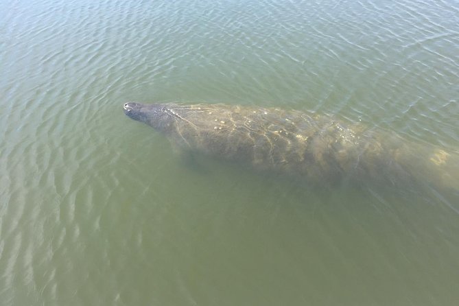 Copacetic Day Sail - Wildlife expectations: dolphins, manatees, and how to increase your odds