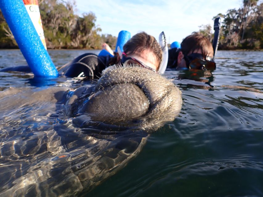 Crystal River: Manatee Snorkel Tour w/ In-Water Photographer - Price and value: does $87 make sense for 3 hours?