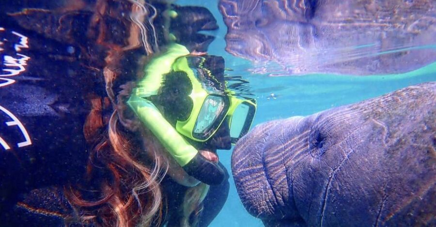 Crystal River: Manatee Swim Group Tour - Key things that make this Crystal River manatee swim stand out