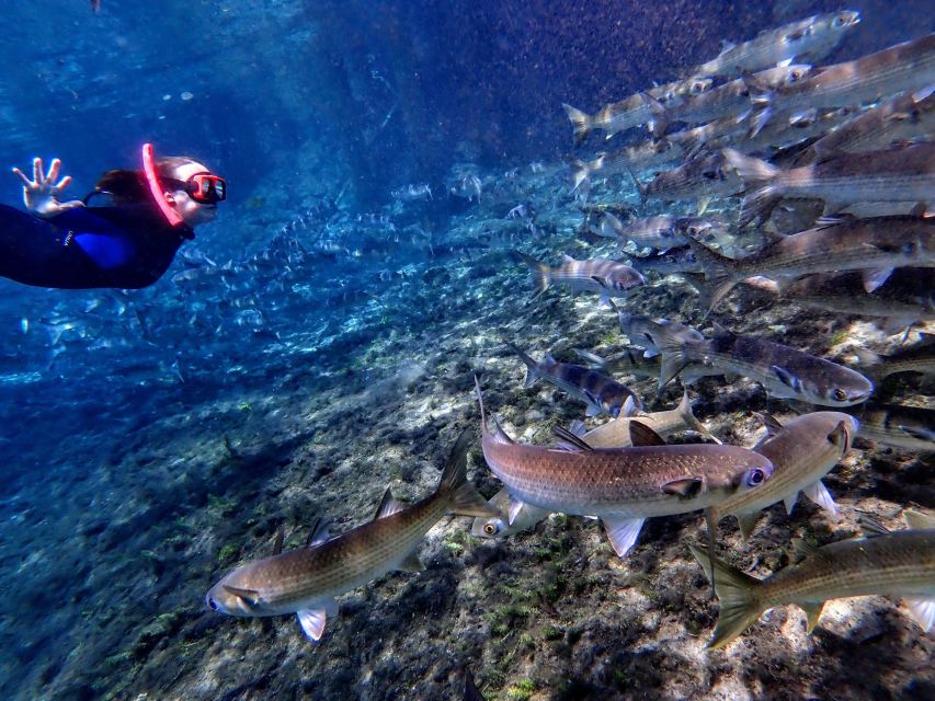 Crystal River: Manatee Swim Group Tour - Who Should Book This Crystal River Manatee Swim Group Tour