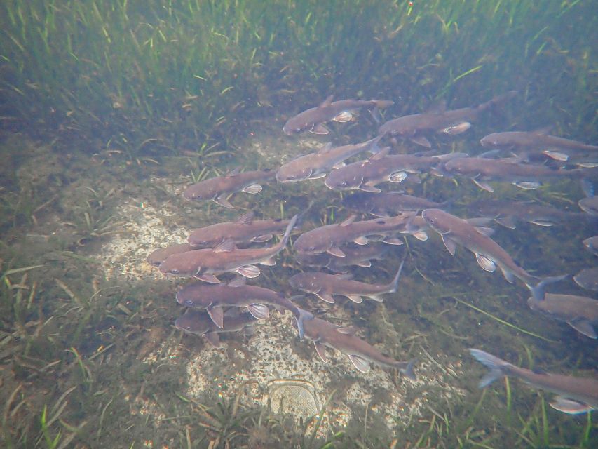 Crystal River: Manatee Swim Group Tour - The Short Van Ride to Kings Bay and the Boat Briefing