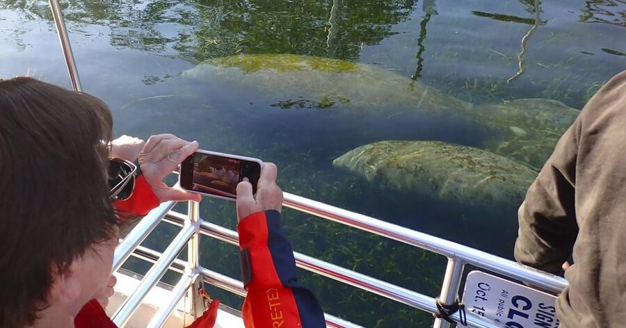 Crystal River: Manatee Swim Group Tour - Kings Bay Waters: How the Crew Finds Manatees and Controls the Experience