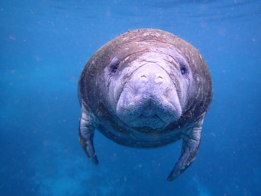 Crystal River: Manatee Swim Group Tour - When Manatees Are Hard to Find, You Still Get More Water Time