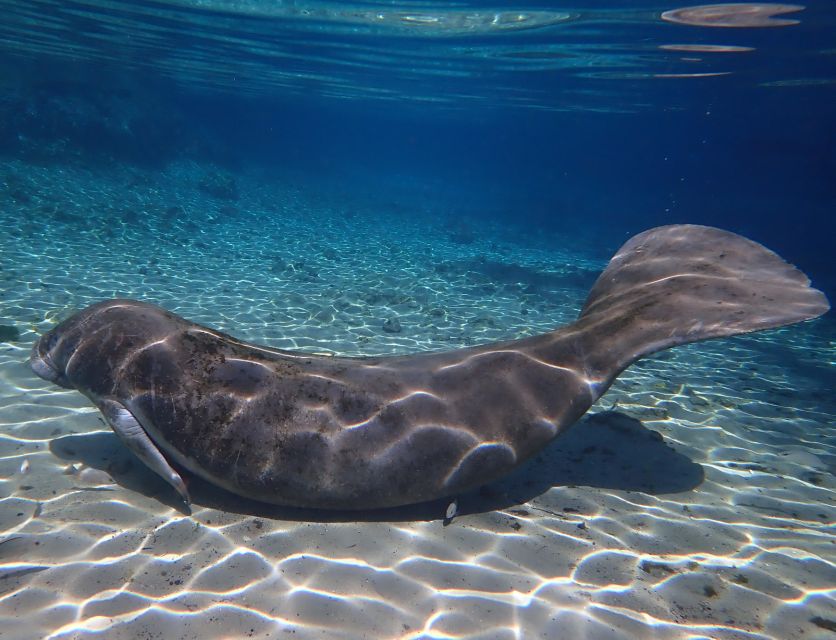 Crystal River: Manatee Swim Group Tour - Photos, Videos, and the Post-Swim Wrap-Up