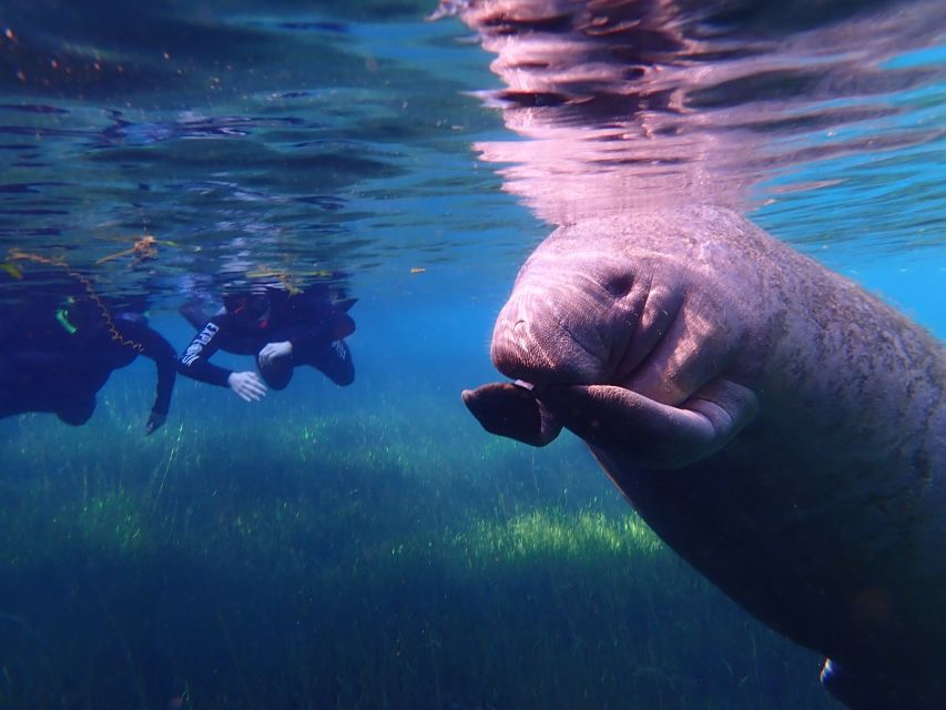 Crystal River: Manatee Swim Group Tour - Meet at Explorida Adventure Center (545 N Citrus Ave) and Get Suit-Up Ready