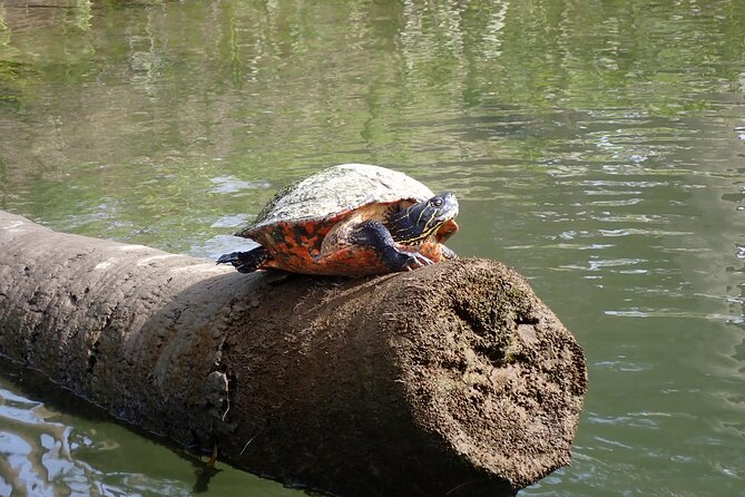 Crystal River Manatee Viewing Cruise - A 90-minute Crystal River manatee cruise, without the fuss