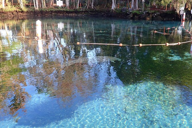 Crystal River Manatee Viewing Cruise - Meeting at Explorida, then heading to Pete’s Pier