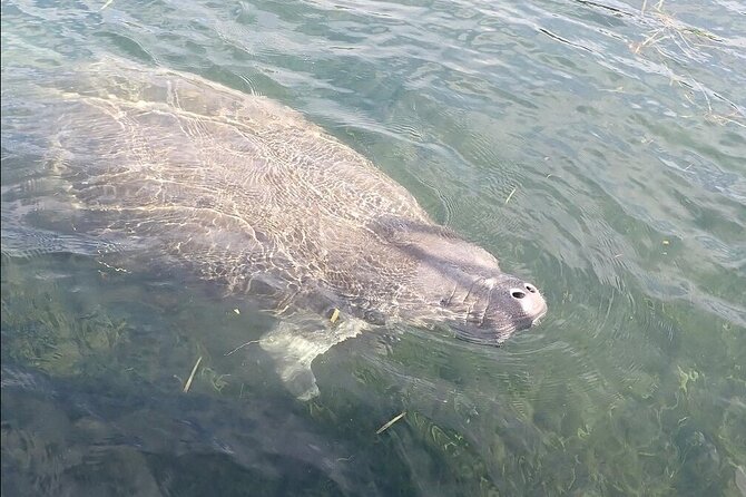 Crystal River Manatee Viewing Cruise - Timing and season: when your odds get better