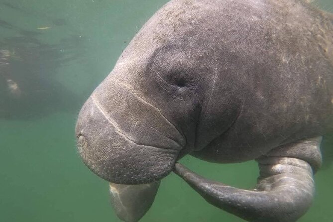 Crystal River: Semi-Private Manatee Swim Tour With Heated Boat - Price and Value: Why $74.99 Makes Sense Here