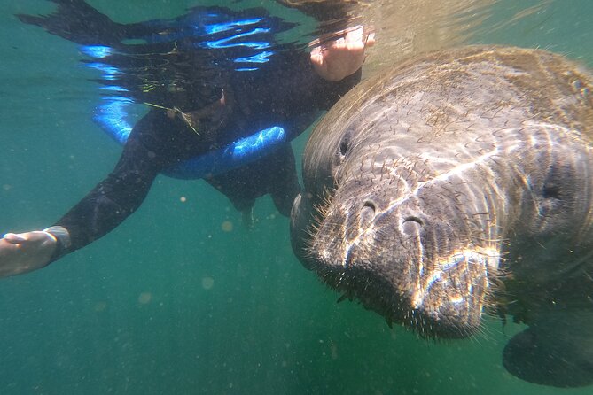 Crystal River: Semi-Private Manatee Swim Tour With Heated Boat - How the 3-Hour Experience Really Flows