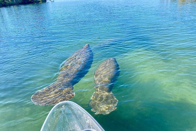 Crystal River Three Sisters Springs and Manatee Clear Kayak Tours - Three Sisters Springs Stop: Calm Water, Underwater Views, and a Swim Option