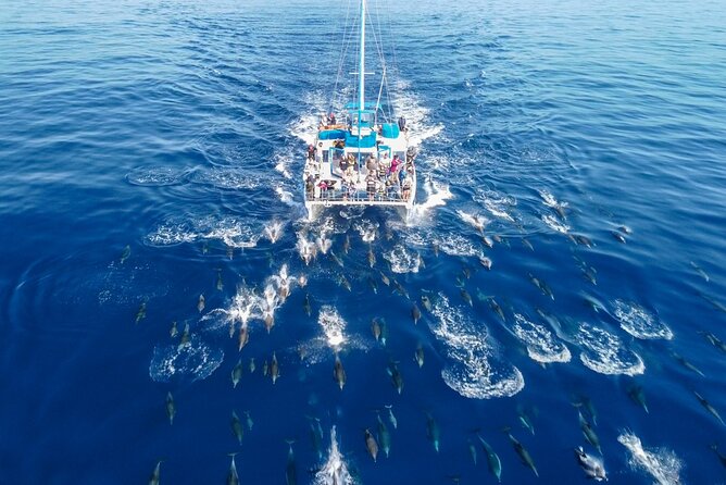 Dana Point Dolphin and Whale Watching with Underwater Viewing - Dana Point Harbor: Getting Oriented Before You Board