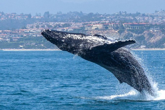 Dana Point Dolphin and Whale Watching with Underwater Viewing - Catamarans, Seats, and the Crew That Makes the Difference