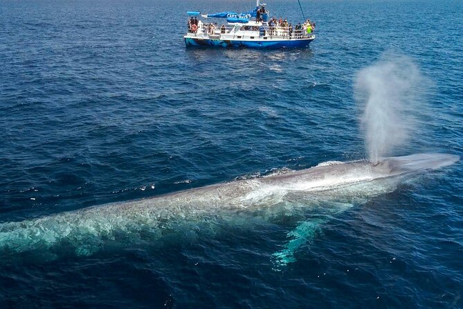 Dana Point Dolphin and Whale Watching with Underwater Viewing - Timing, Weather, and Motion-Sickness Tips That Help