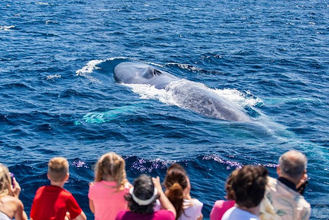 Dana Point Dolphin and Whale Watching with Underwater Viewing - Getting the Most Out of Your Dolphin Watching Deck Time