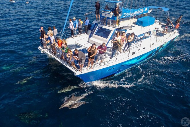 Dana Point Dolphin and Whale Watching with Underwater Viewing - Price and What You Actually Get for $99.99