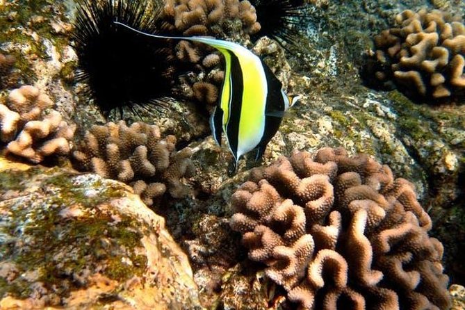 Deluxe Morning Snorkeling Adventure - Snorkeling made easy: instruction, flotation devices, and view finder boards