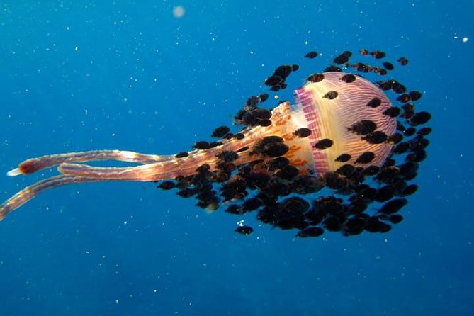 Deluxe Morning Snorkeling Adventure - Price and value: why $143.18 can feel fair