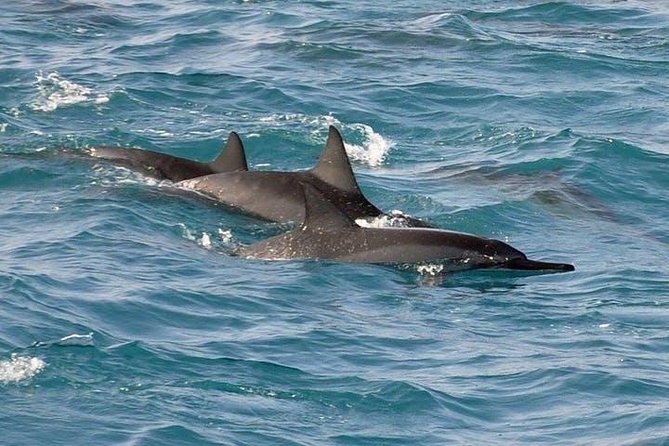 Deluxe Snorkel & Dolphin Watch Aboard a Luxury Catamaran from Kailua-Kona - Snorkeling at Red Hill: What You’ll Like, and What You Should Know