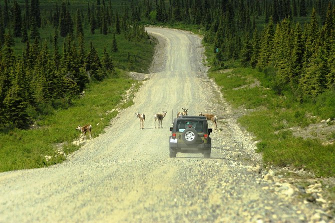 Denali Highway Jeep Excursion - What you actually see: Alaska Range and glacier views that make the detour worth it