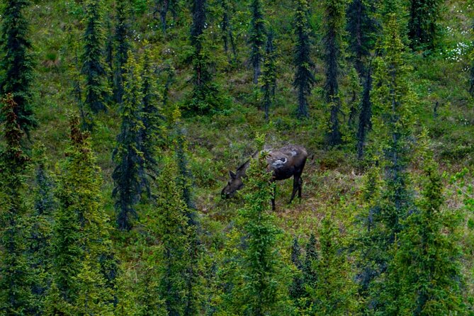 Denali Park Nature Walk (3 Hours) w/Expert Naturalist - The naturalist guide: why the stories change the walk
