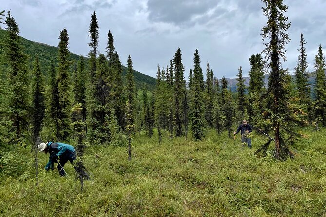 Denali Park Nature Walk (3 Hours) w/Expert Naturalist - Weather realities in Denali (and how to handle them)