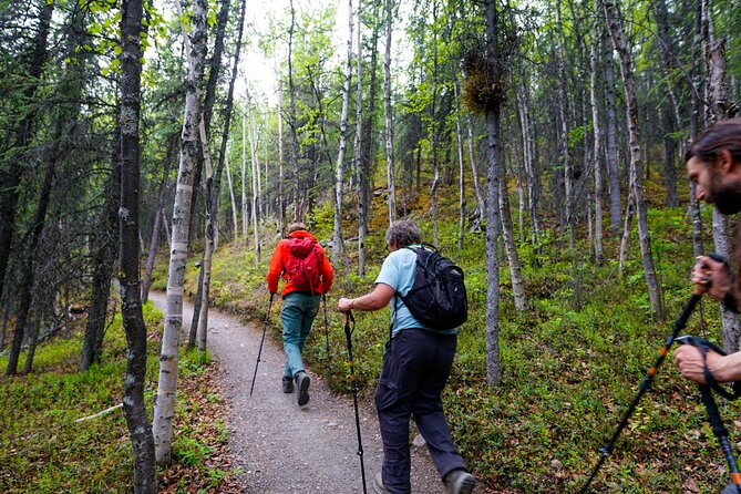 Denali Park Nature Walk (3 Hours) w/Expert Naturalist - What you’ll actually see in the boreal forest