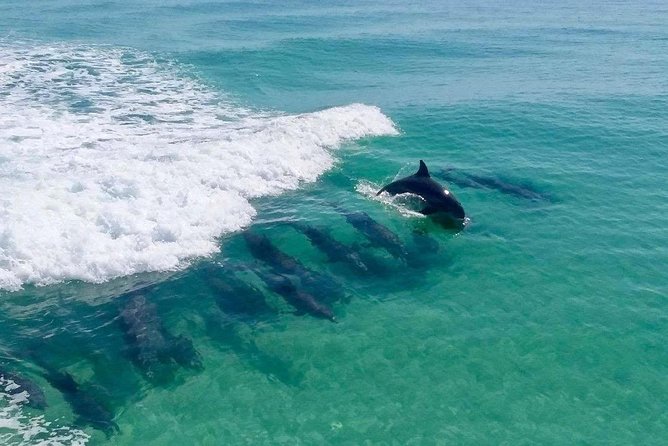 Destin Dolphin Cruise - Key Highlights You Can Actually Plan Around