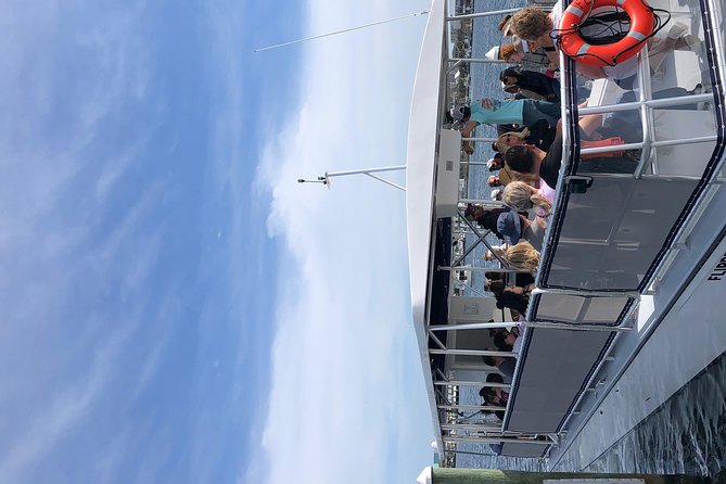 Destin Dolphin Cruise - The Dolphin Hunt: How They Find Them and How Close You Get