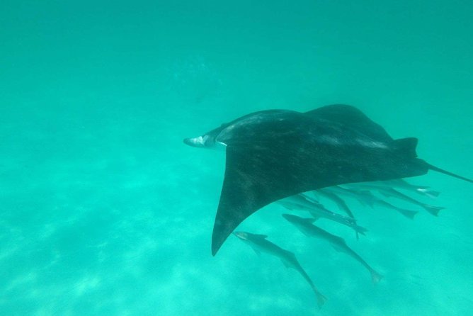 Destin Dolphin Cruise - What the 45 Corinthian Catamaran Ride Feels Like on Day One
