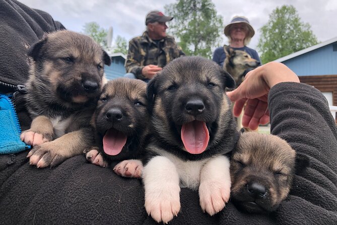 Dog Sledding Adventure in Willow, Alaska - Denali-area views on private trails: the part you remember