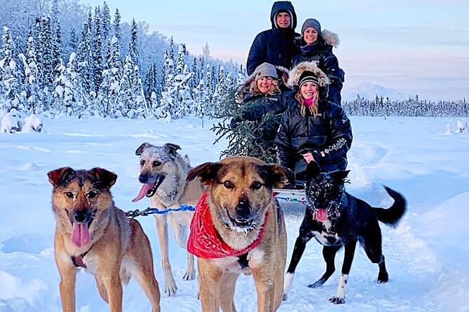Dog Sledding Adventure in Willow, Alaska - Your musher and the Iditarod stories: why the ride feels deeper