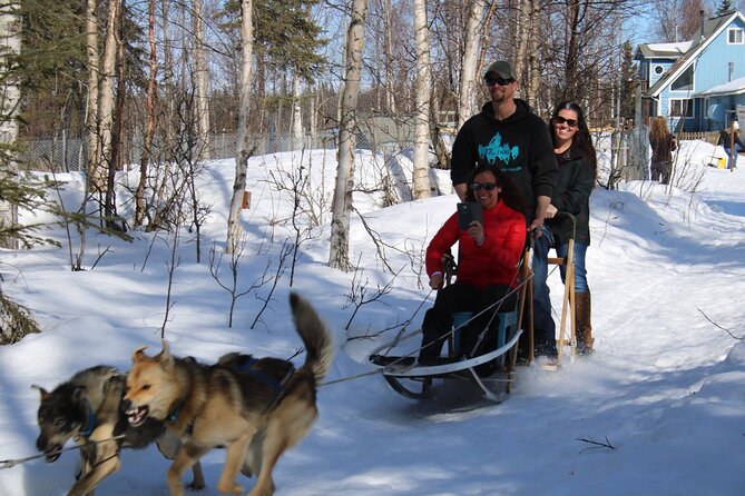 Dog Sledding Adventure in Willow, Alaska - Safety and comfort on the sled: instructions that matter